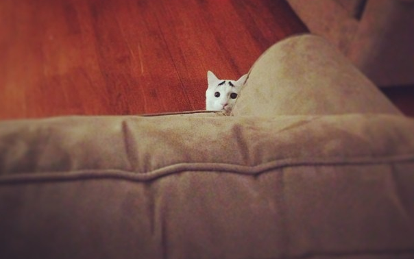 Katt, instagram, reddit, Internet